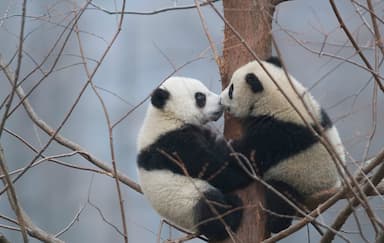 Panda a Krnda