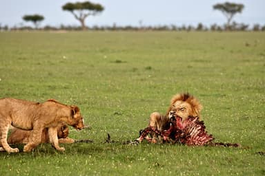 Jak uniknout z přeplněného safari