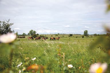 Koně zachraňují motýly, motýli zachraňují koně