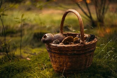 Češi jsou výborní houbaři. A někteří jsou přímo vynikající!