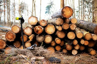 Sázíme Česko po roce: Pochybnosti kolem „zeleného“ projektu se vrší  