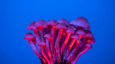 Psilocybin není jen trip, ale i terapie. Už i podle parlamentu
