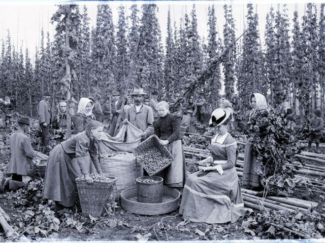 Sběr chmele, kolem roku 1895.