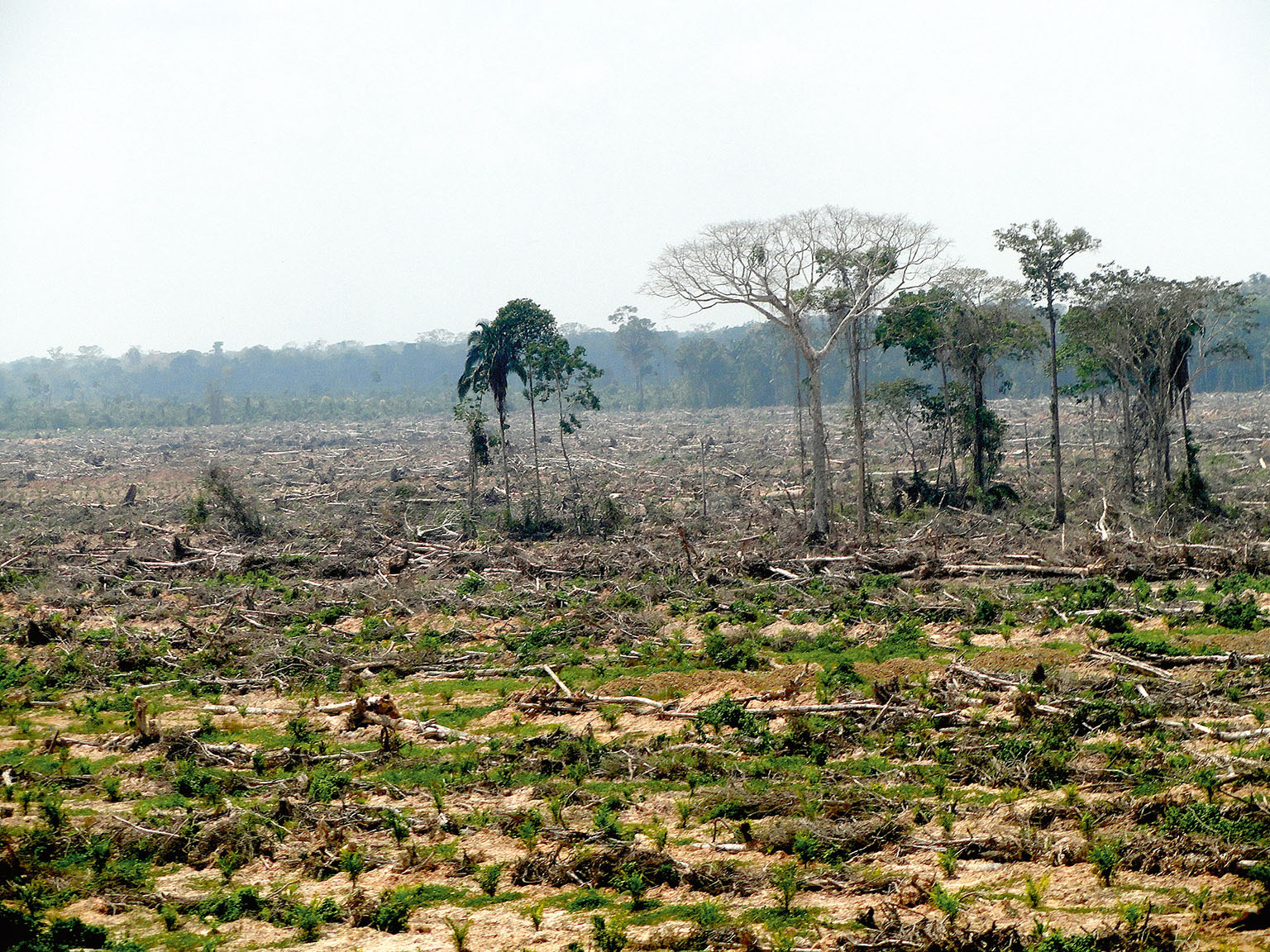 Olej. Trsy palmy olejné nahrazují bývalou biodiverzitu džungle.