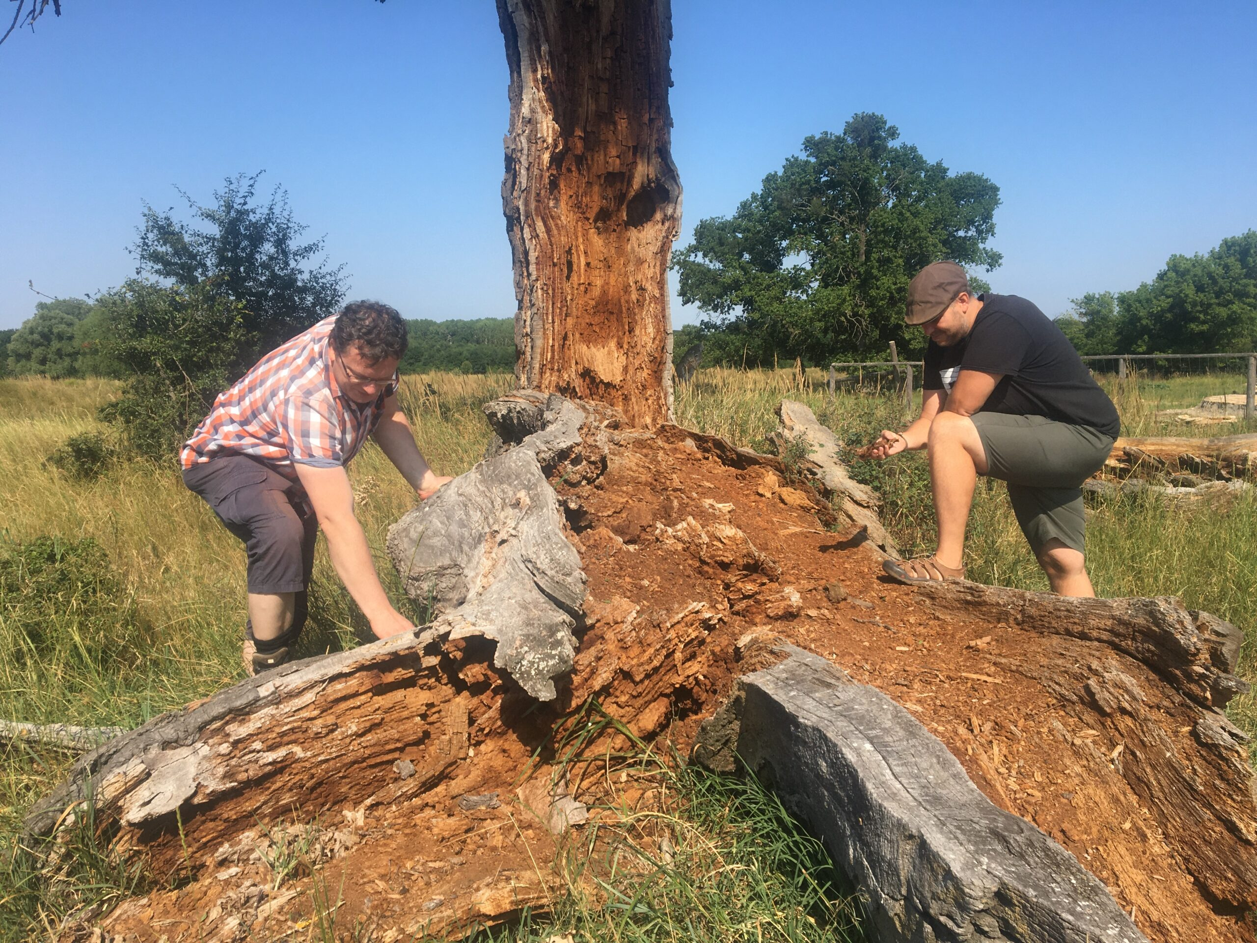 Pavel Dedek a Vladan Riedl z CHKO Pálava se kochají pohledem na vzácný hmyz v rozpadajícím se dubu.