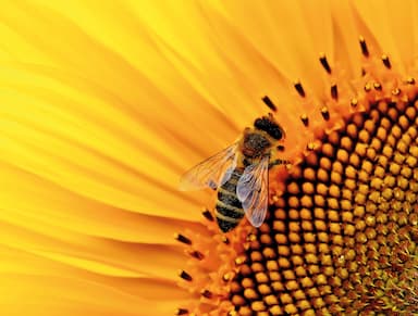 Pravidla včelího úlu