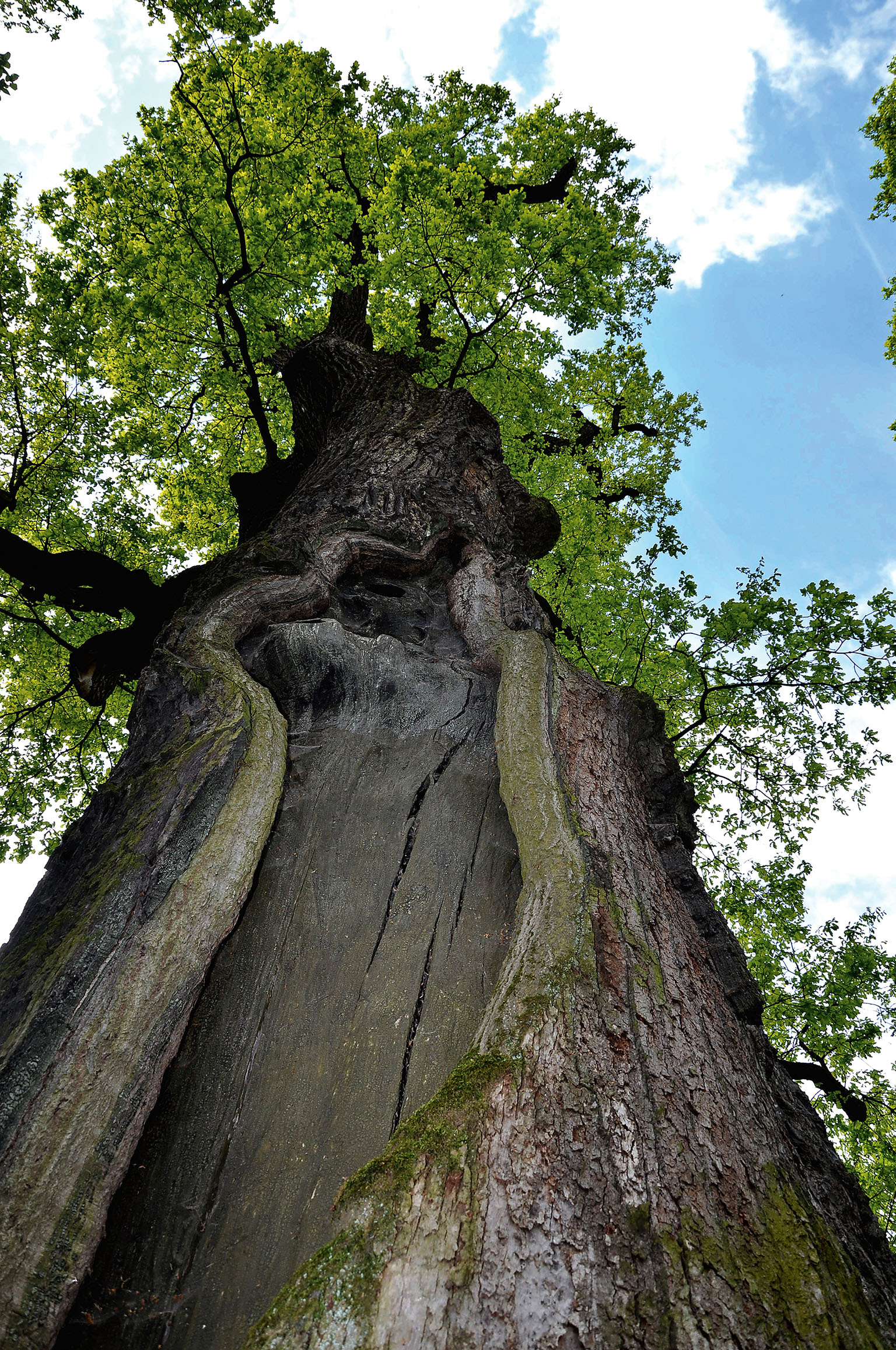 Vykotlaný strom, v němž se za války víc než dva měsíce ukrývala židovská rodina, byl vloni vyhlášen Evropským stromem roku.