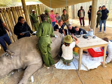 Poslední na světě aneb jak zplodit nosorožce